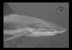 ...got any spare change ? .....
Caribbean Reef Shark, Th... by Neil Van Niekerk 